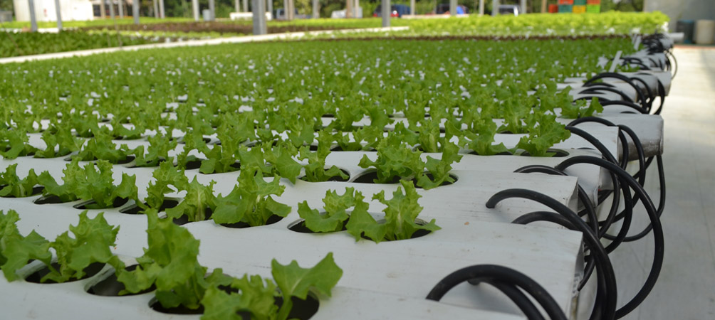 Hydroponics